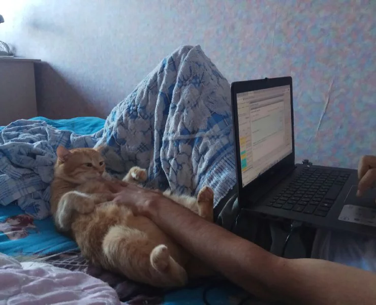 котэ