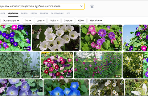 скрин с Яндекс поиска