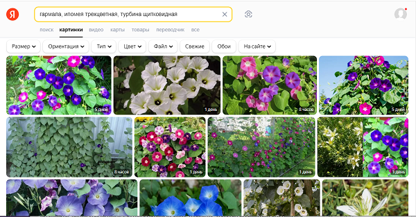 скрин с Яндекс поиска