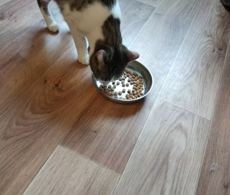 кота