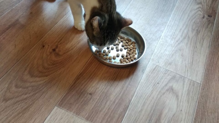 еда кота