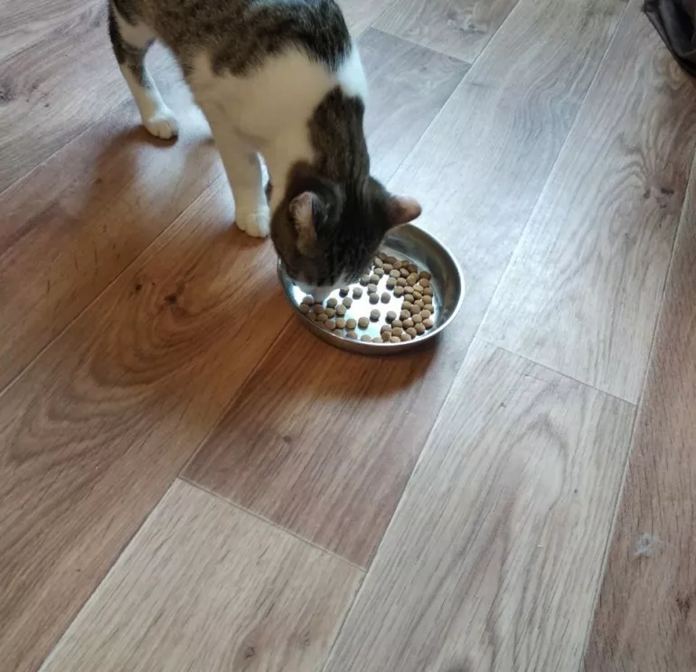кота