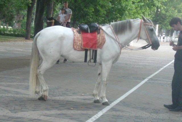 лошадь