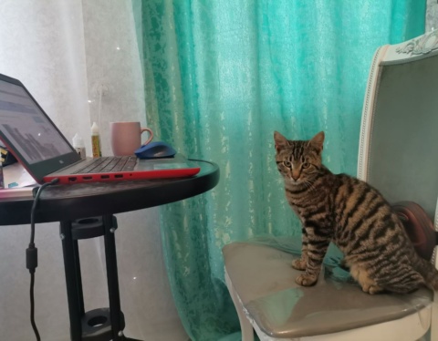 перепись животных