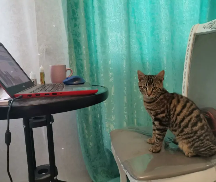 животных
