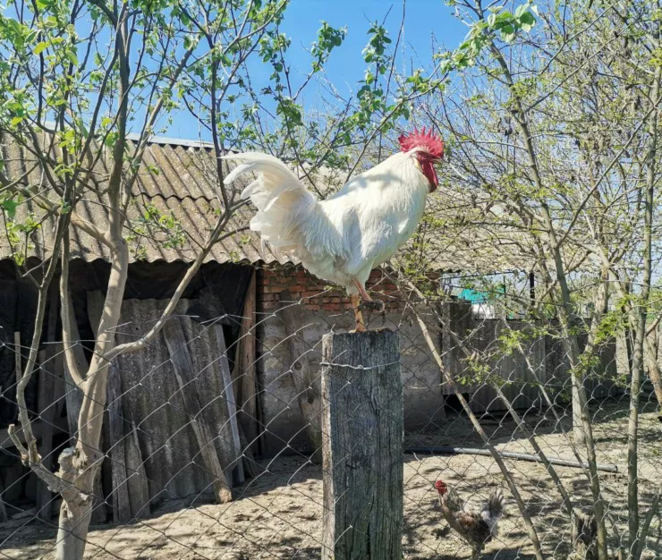 ника