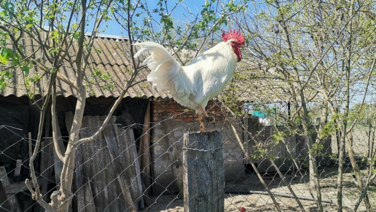 ника