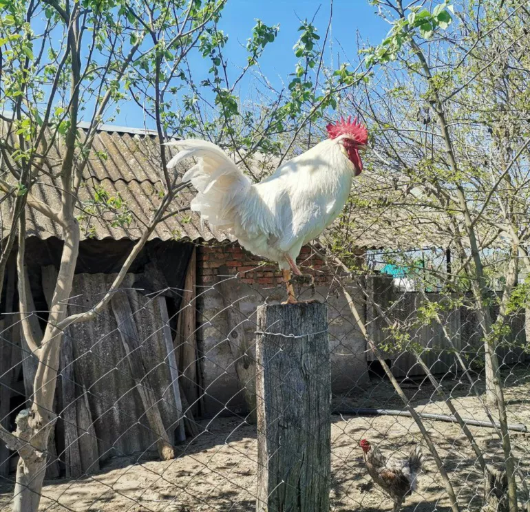 ника