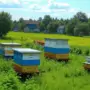 Пчеловодам на заметку: в России вступают в силу новые правила по обработке угодий