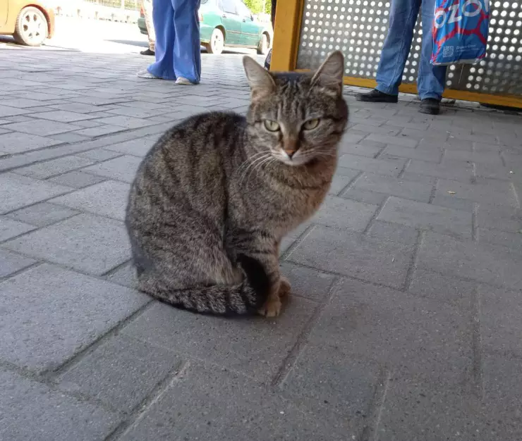 корма животных
