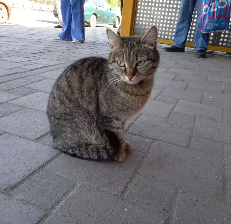 корма животных