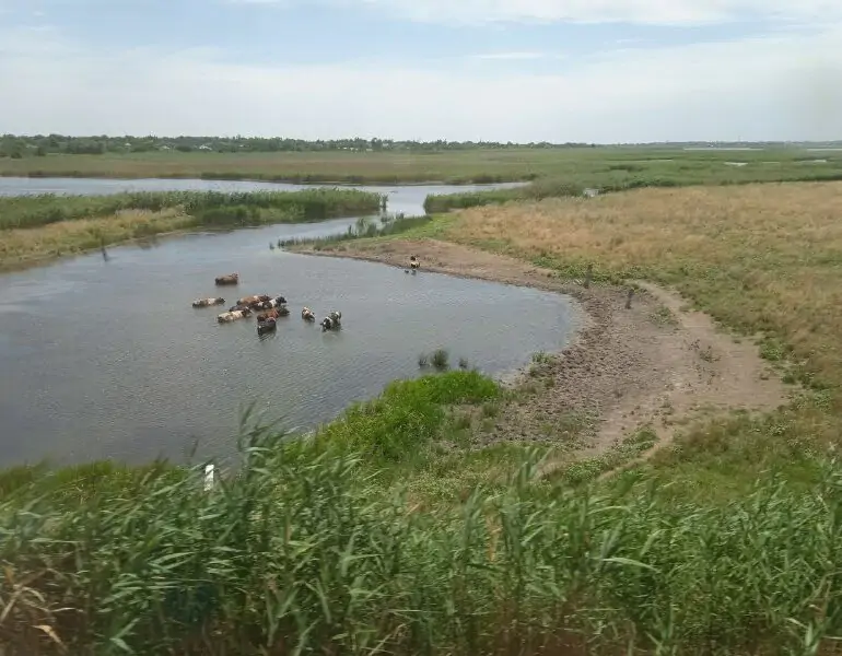 рсхн
