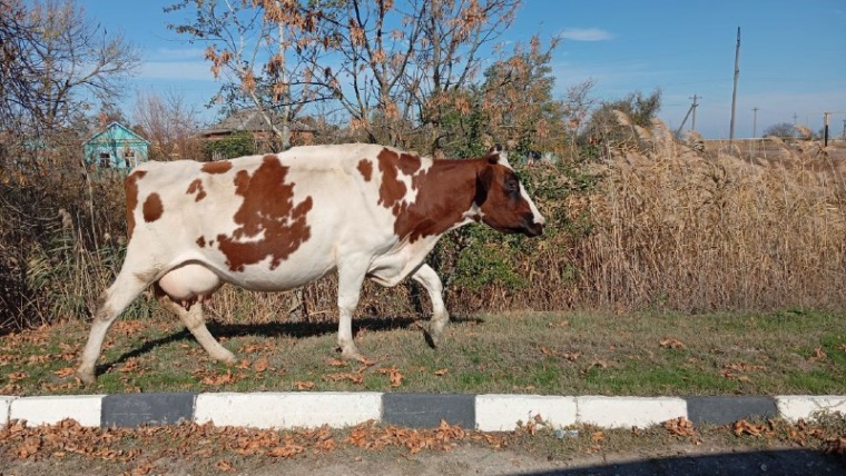 корова хорриот