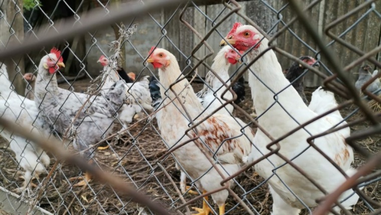 фальсификат куры. Фото Ники Виноградовой 1024x768 2