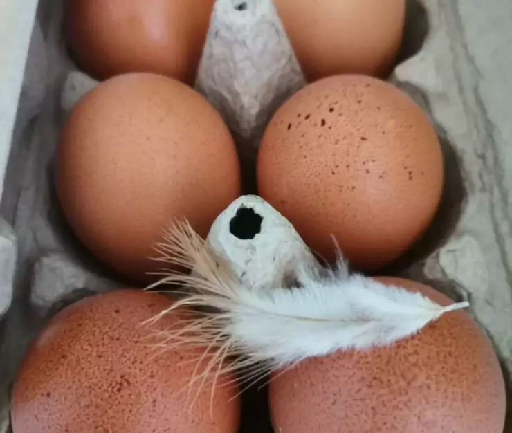 яйца проверка 768x1024 1