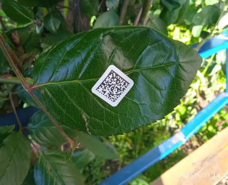 5357285237593339215 1