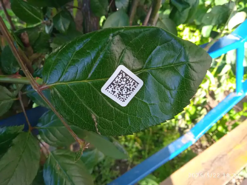 5357285237593339215 1