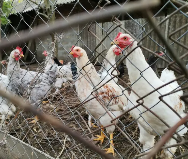 куры. Фото Ники Виноградовой 1024x768 1