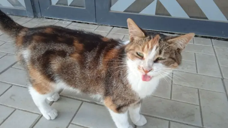 5444877243009596106 1024x768 1