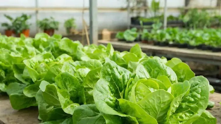 фото сделано с помощью gigachat_bot