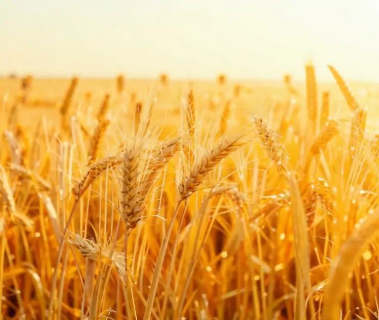 фото сделано с помощью gigachat_bot