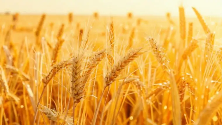 фото сделано с помощью gigachat_bot