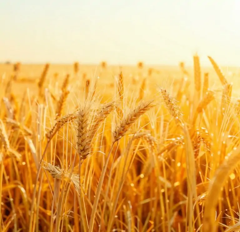 фото сделано с помощью gigachat_bot