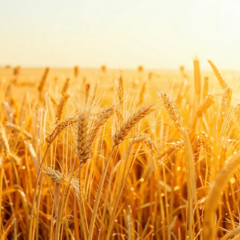 фото сделано с помощью gigachat_bot