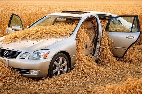 фото сделано с помощью gigachat_bot