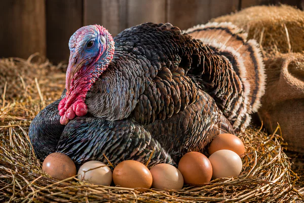 индейка