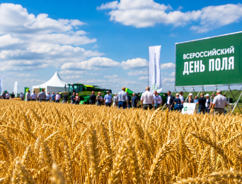 день поля