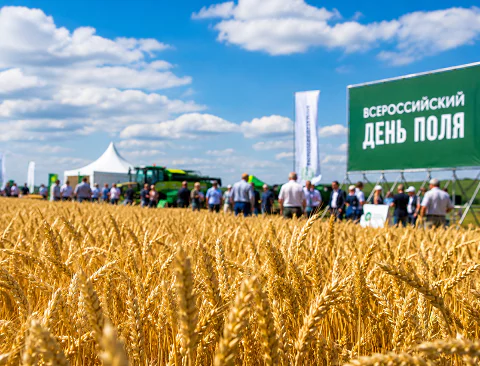 поля