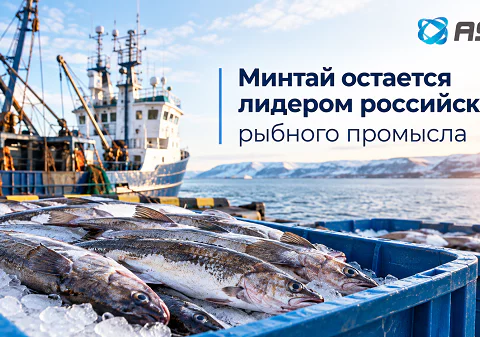 минтай